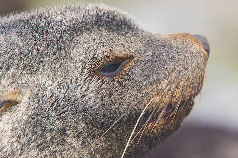 Antarctic Fur Seal